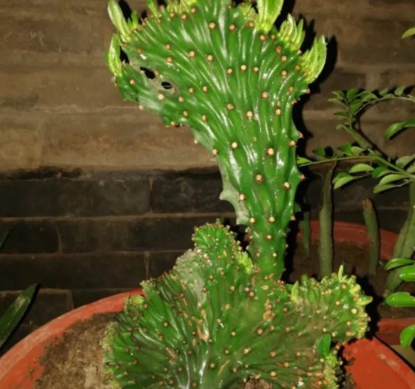 麒麟掌植物怎么养