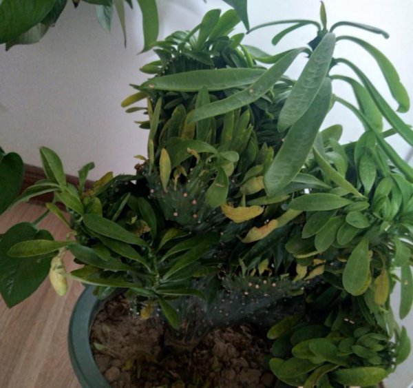 麒麟掌植物怎么养