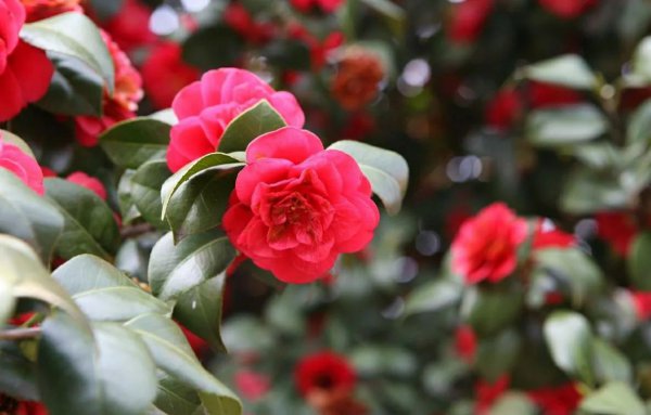四季山茶花如何养殖