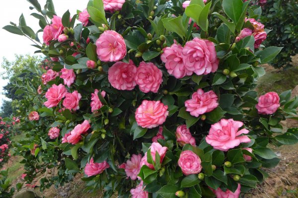 四季山茶花如何养殖