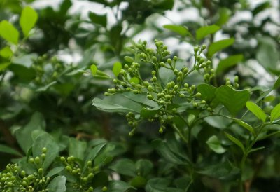 九里香盆栽植物怎么养 盆栽九里香的养殖方法