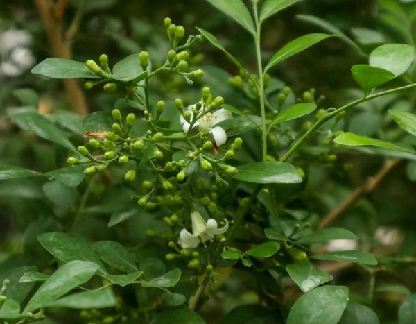 九里香盆栽植物怎么养