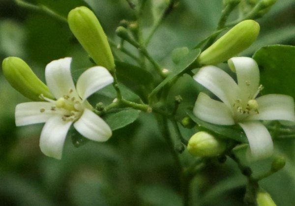 九里香盆栽植物怎么养