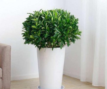 非洲茉莉盆景怎么养 非洲茉莉养护方法