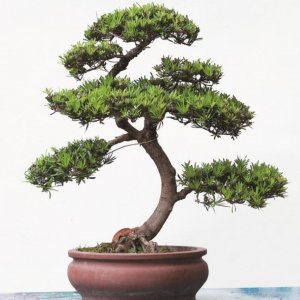 私家庭院种什么树最好 庭院六大吉祥树排名