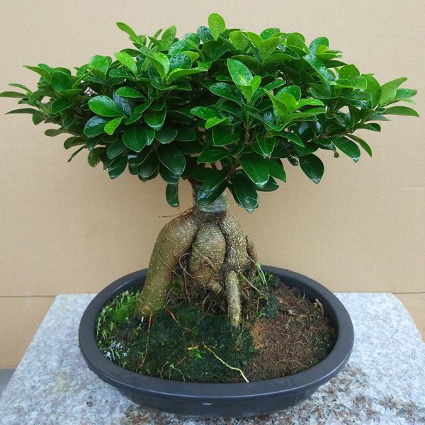 榕树盆景怎么养