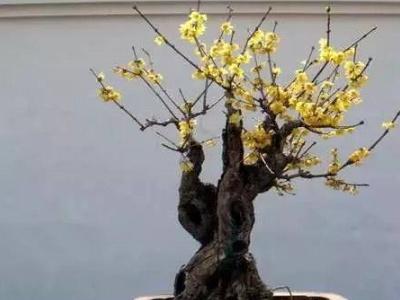 梅花怎么养才能更旺盛