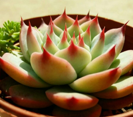 怎么养多肉植物