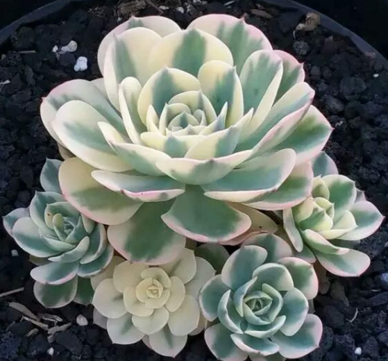 怎么养多肉植物