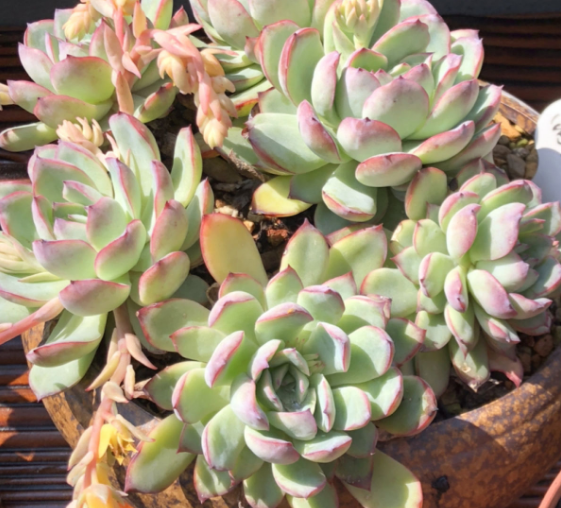 怎么养多肉植物