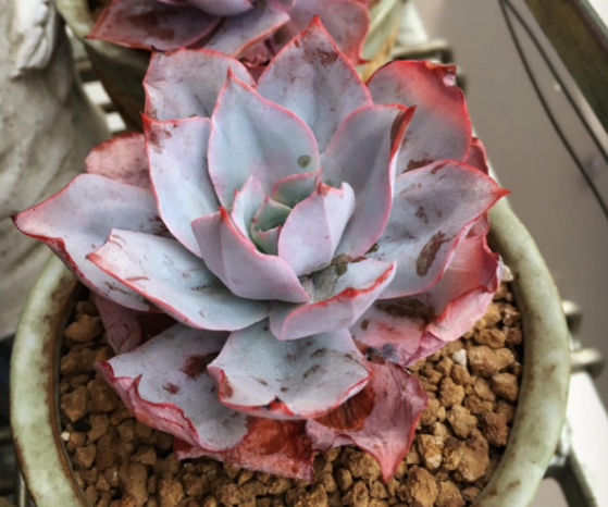 怎么养多肉植物