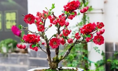 海棠树盆景怎么养 盆景海棠花的养殖方法介绍