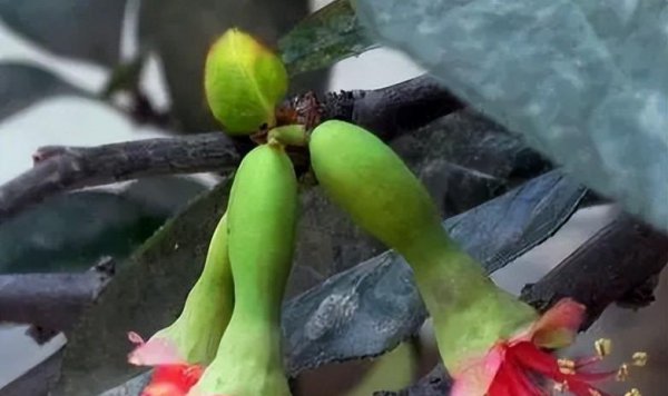 海棠树盆景怎么养