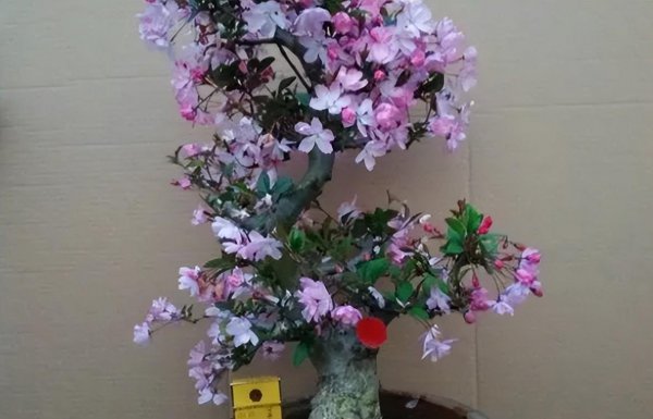 海棠树盆景怎么养