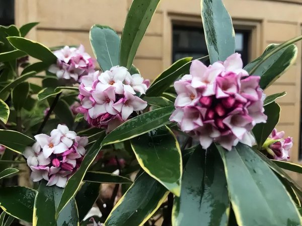 世界上最香的花有哪些呢