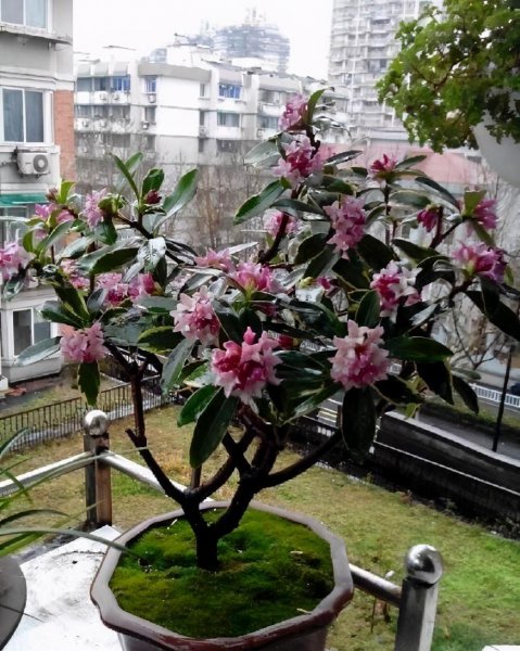 世界上最香的花有哪些呢