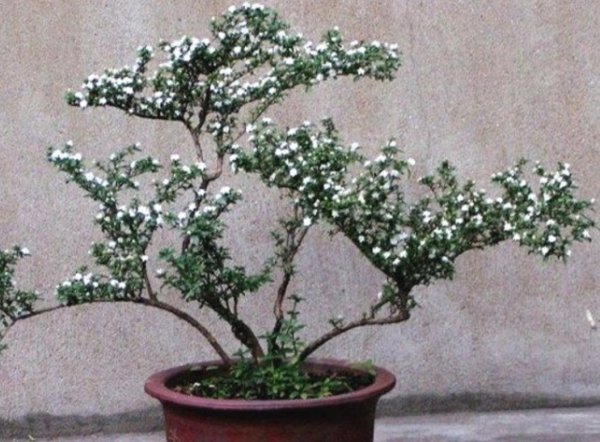 六月雪盆景怎么养开花