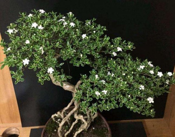 六月雪盆景怎么养开花
