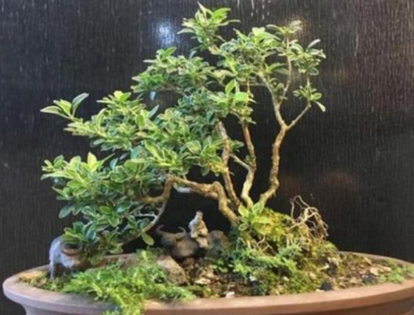 六月雪盆景怎么养开花