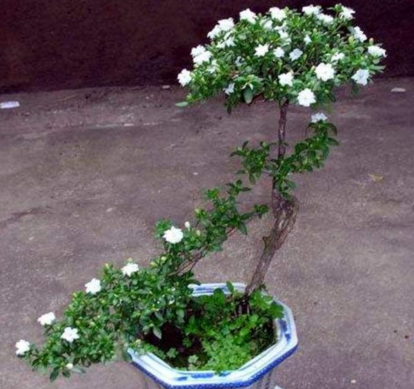 六月雪盆景怎么养开花