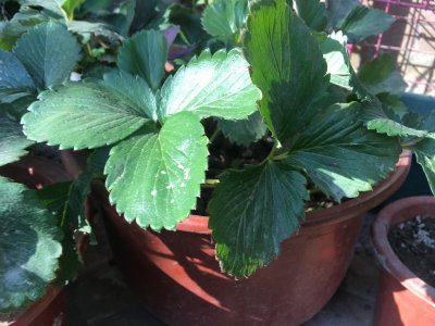 盆栽草莓种植方法 简述草莓栽培及管理技术