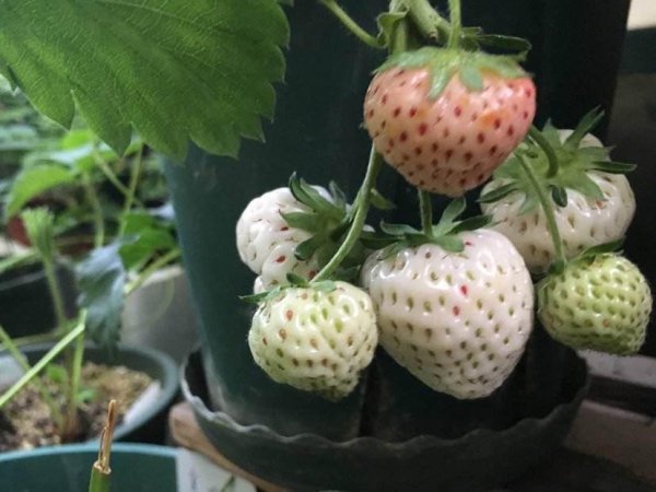 盆栽草莓种植方法