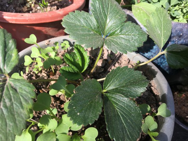 盆栽草莓种植方法