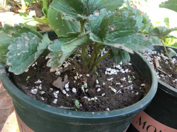 盆栽草莓种植方法