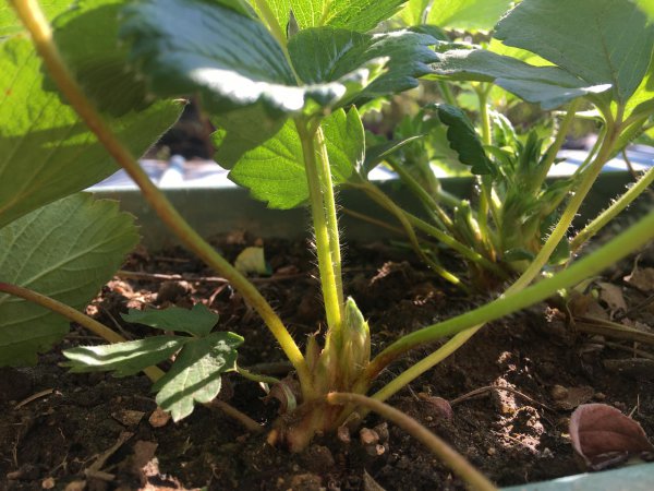 盆栽草莓种植方法