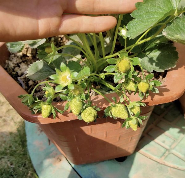 盆栽草莓种植方法