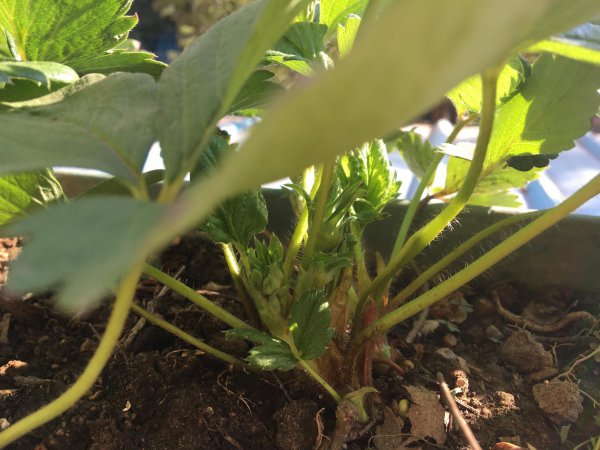盆栽草莓种植方法