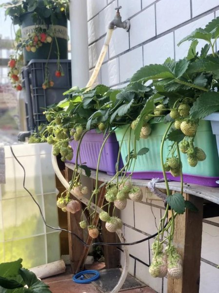 盆栽草莓种植方法