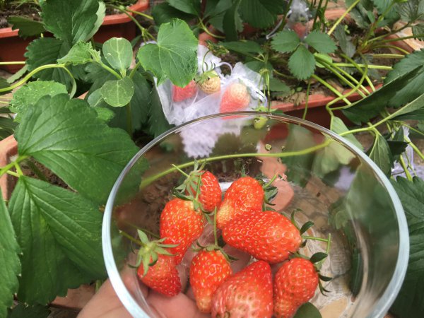 盆栽草莓种植方法