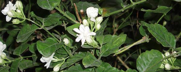 茉莉花用什么土养好