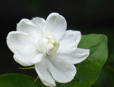 茉莉花用什么土养好