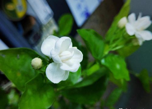 茉莉花用什么土养好
