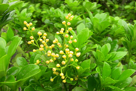 怎样养好米兰花盆栽