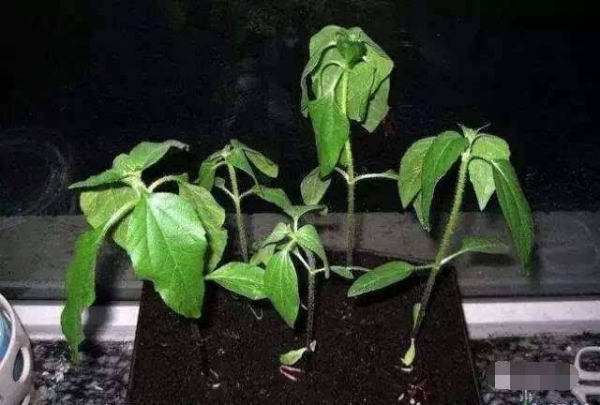 花卉的养护技巧和方法