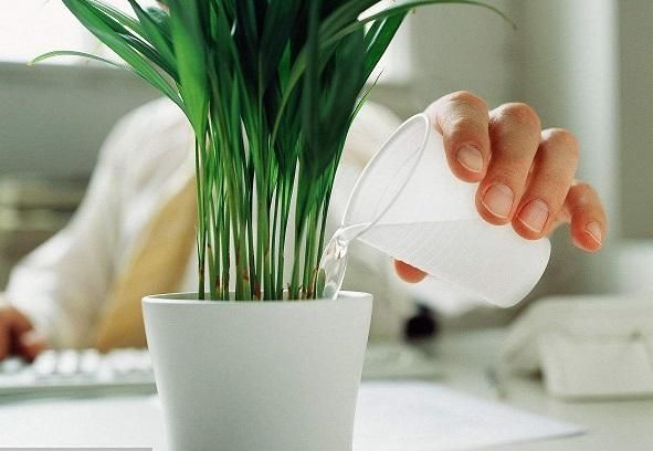 花卉的养护技巧和方法