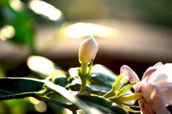 花卉的养护技巧和方法
