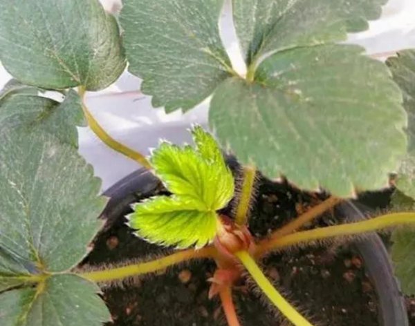 盆栽草莓怎样种植