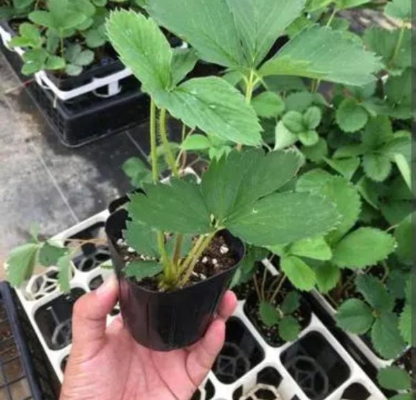 盆栽草莓怎样种植