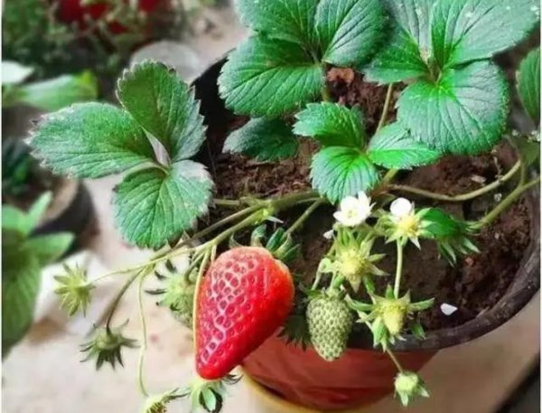 盆栽草莓怎样种植
