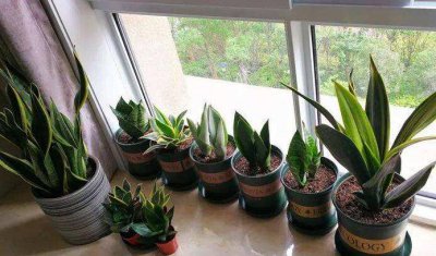 虎皮兰的品种及介绍 常见虎皮兰种类大全