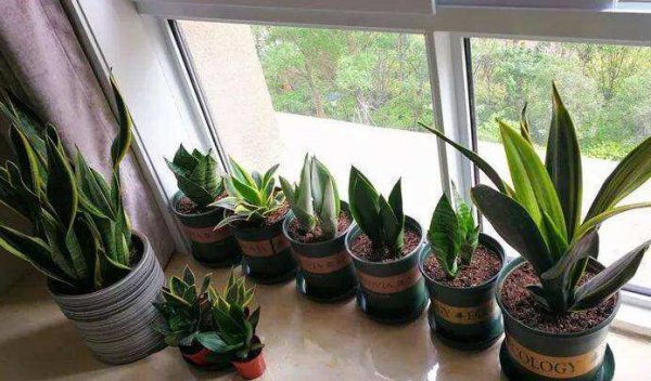 虎皮兰的品种及介绍
