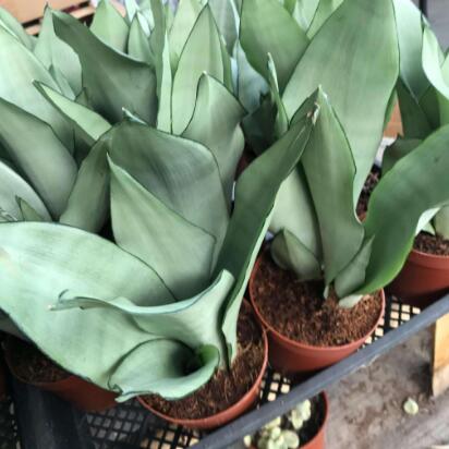 虎皮兰的品种及介绍