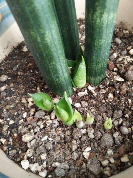 虎皮兰的品种及介绍