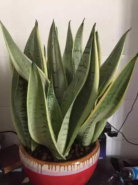 虎皮兰的品种及介绍
