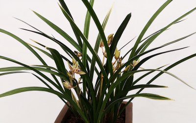 花期最长的兰花排名 最易开花的兰花品种