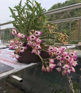 石斛盆栽种植方法 栽培石斛的管理要点